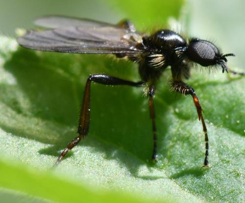 Réf. 300 465 : Bibio lanigerus